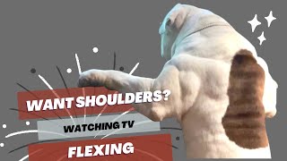 Can This American Bulldog's Shoulders Help Him Win?