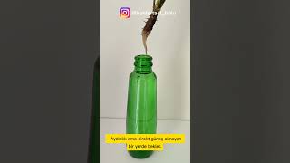 Dikenler Tacı Serisi - 27. “Dikenler Tacı’nı Suya Koydun Ama Dalı Çürüdü Mü?” Resimi