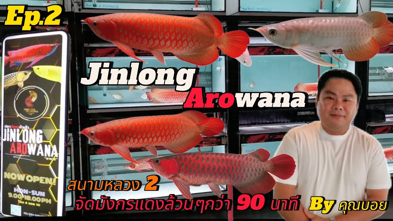 Jinlong​ Arowana​ ปลามังกรแดงสวยงาม​(สนามหลวง 2)🐟Ep.2​