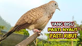 Perkutut Lokal Gacor Suara Besar Pancingan Suara Burung Perkutut Supaya Bunyi