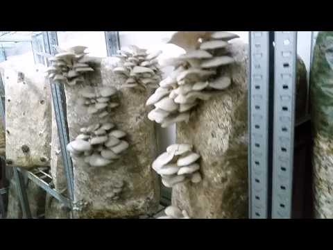 Video: Bukovača U Prigradskim Uvjetima