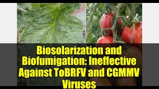 Biosolarization and Biofumigation: Ineffective Against ToBRFV and CGMMV Viruses