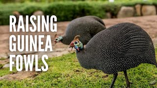 Raising Guinea Fowls: Everything You Should Know screenshot 4