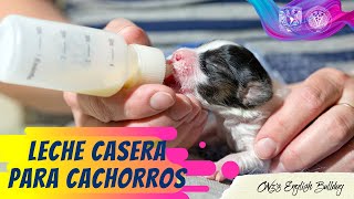 Fórmula Casera o Leche Casera para Cachorros Perritos y Gatitos