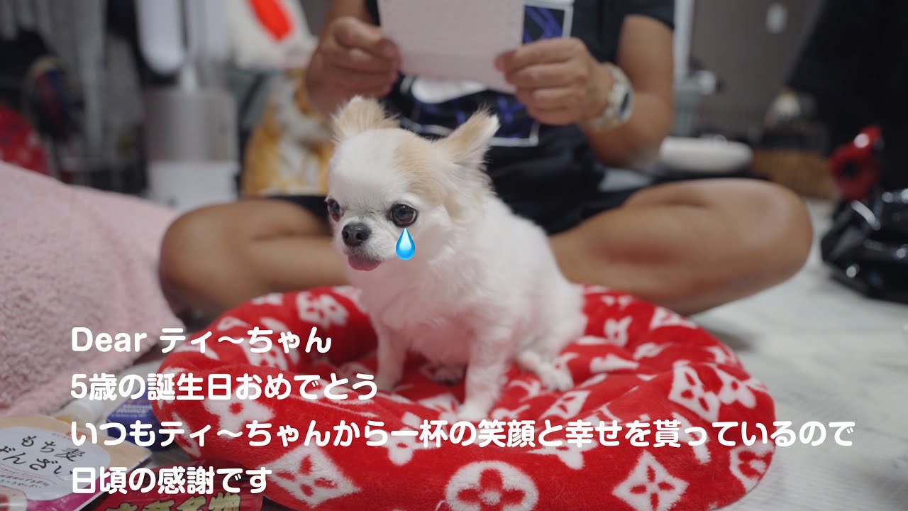Chihuahua is moved as he reads the letter that came with his 5th