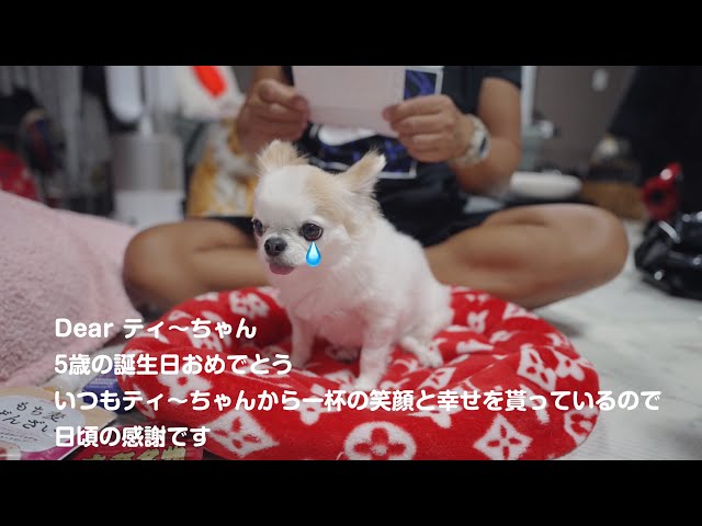 Chihuahua is moved as he reads the letter that came with his 5th
