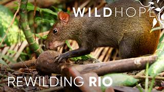 What happens when animals return to Rio’s largest urban park? | WILD HOPE