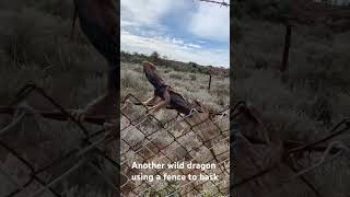 Basking in a fence beardeddragon fypシ゚viral wildlife nature australia reptile fypシ viral