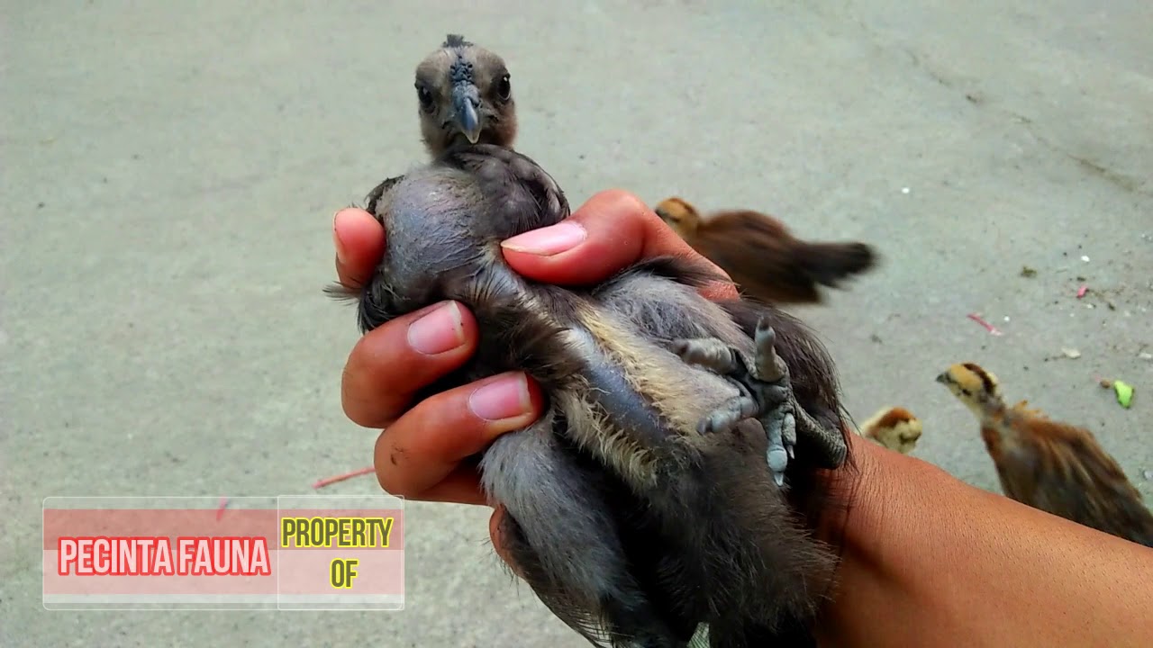 apakah benar ayam cemani punya jari kaki lima..? | Pecinta Fauna 
