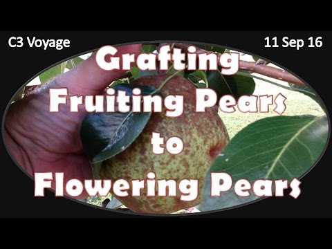 Video: Penjagaan Pear Berbunga Aristokrat - Cara Menanam Pokok Pear Berbunga Aristokrat