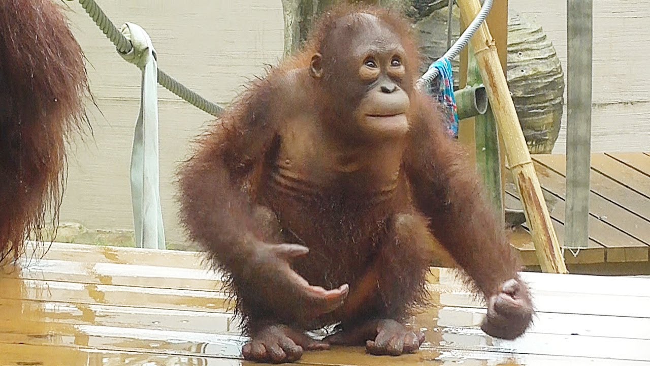 ボルネオオランウータンの子供がかわいい 多摩動物公園 Bornean Orang Utan Baby Youtube