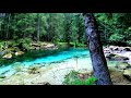 Relaxing Forest Ambience (Soothing Birds Singing With Gentle Water Sounds)🌳🎧🎶😌