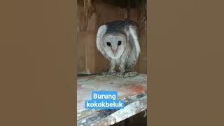 BURUNG KOKOKBELUK/DARES/HANTU #burunghantu #kokokbeluk #burungdares
