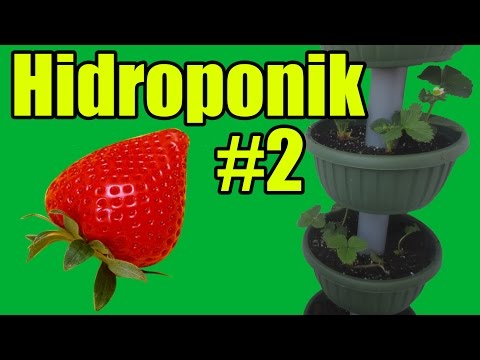 Клубника на балконе