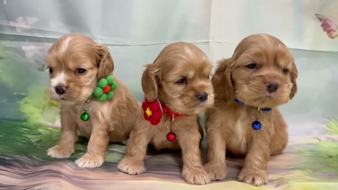 アメリカン・コッカースパニエルの子犬（オス♂） 若葉都賀店｜ペット