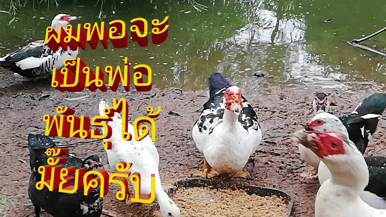 พ่อพันธุ์เป็ดสวย ep. 1 muscovy ducks | feeding ducks