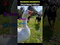 Dogs funny videos 🤣 part 3 #dog #dogs #dogvideos #funnydogs #pets