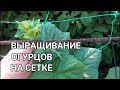 👩🏻‍🌾🥒🥒ВЫРАЩИВАНИЕ ОГУРЦОВ В ОТКРЫТОМ ГРУНТЕ. ФОРМИРОВАНИЕ ОГУРЦОВ НА СЕТКЕ. СПРАШИВАЕТЕ - ОТВЕЧАЮ