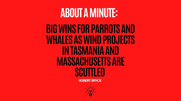 Big Wins For Parrots and Whales As Wind Projects in Tasmania and Massachusetts Are Scuttled