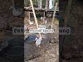 peternak kampung #cumichanel #shorts #youtubeshorts
