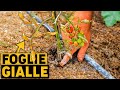 I tuoi POMODORI hanno le foglie gialle?  ECCO la SOLUZIONE