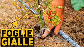 I Tuoi Pomodori Hanno Le Foglie Gialle? Ecco La Soluzione
