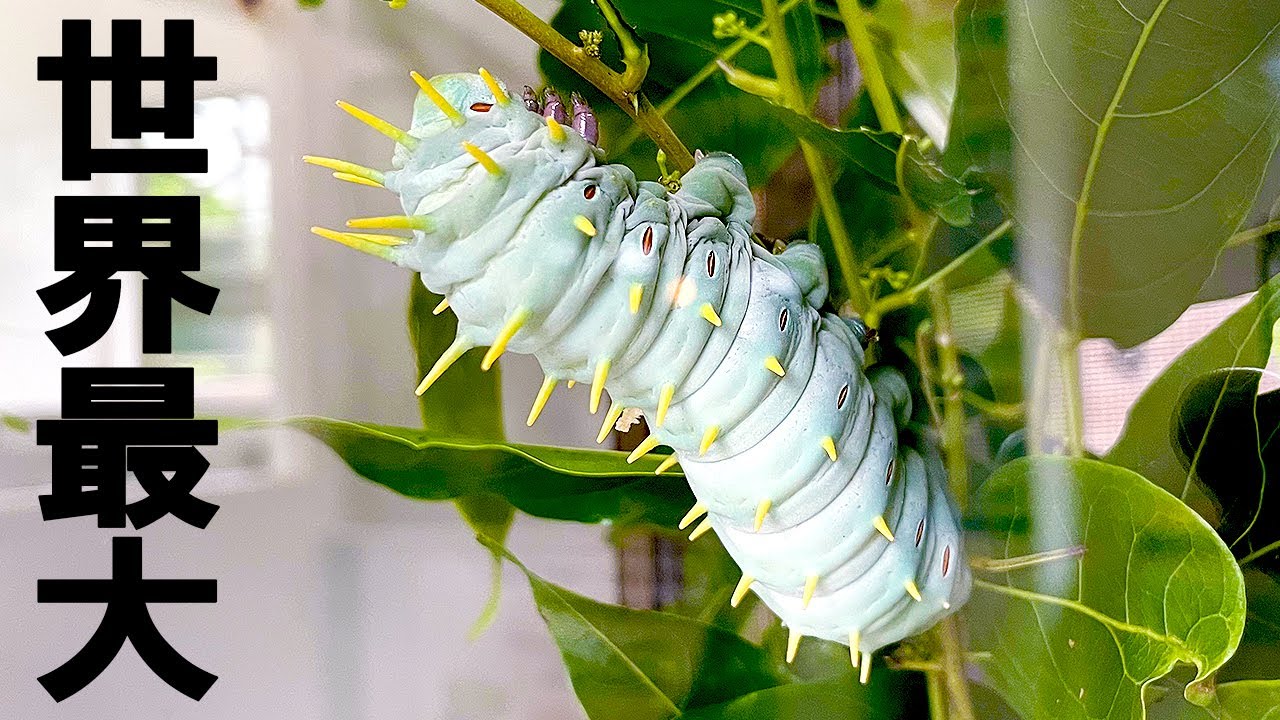 The world's largest caterpillar is scary😱 - YouTube