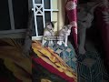 my cute cats🥰❤️ #cat #funny