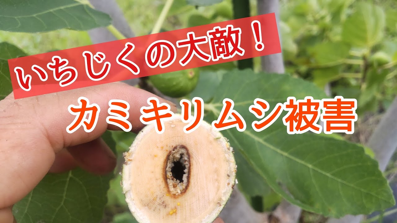 【閲覧注意】いちじくのカキミリムシ幼虫退治