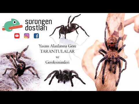 Video: Afrika Sideneck Kaplumbağa - Pelusios Castaneus Sürüngen Irk Hipoalerjenik, Sağlık Ve Ömrü