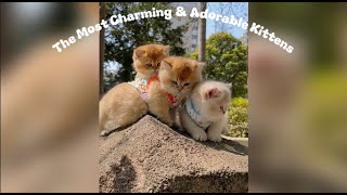 The Most Charming & Adorable Kittens