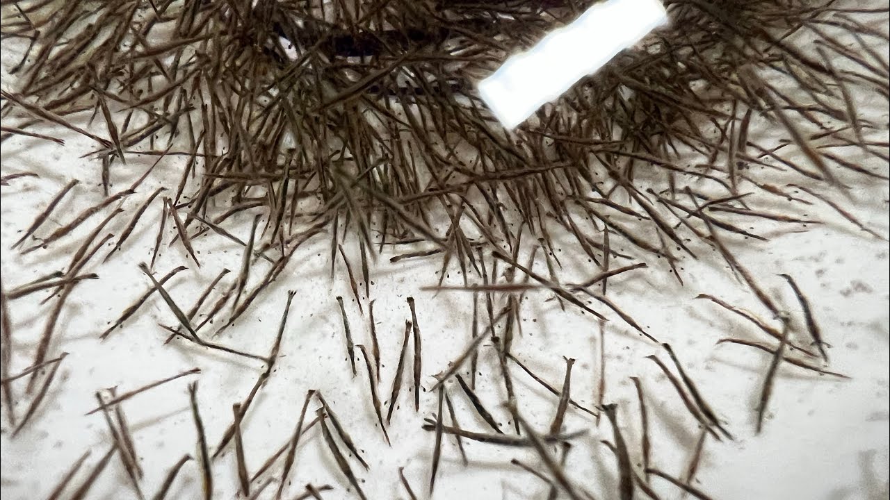 Tôm sú giống Moana và sú chân đỏ||tôm giống ĐẠI TẤN