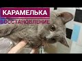 Карамелька. Полностью раздробленные лапки после падения,должны восстановиться. Помощь животным