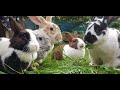 ولاده الأرانب تحت الأرض Mother Rabbit feeds 9 day old baby bunnies
