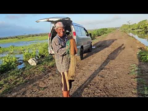 Fishing in Yakusari Savannah,  Guyana 🇬🇾 part 2