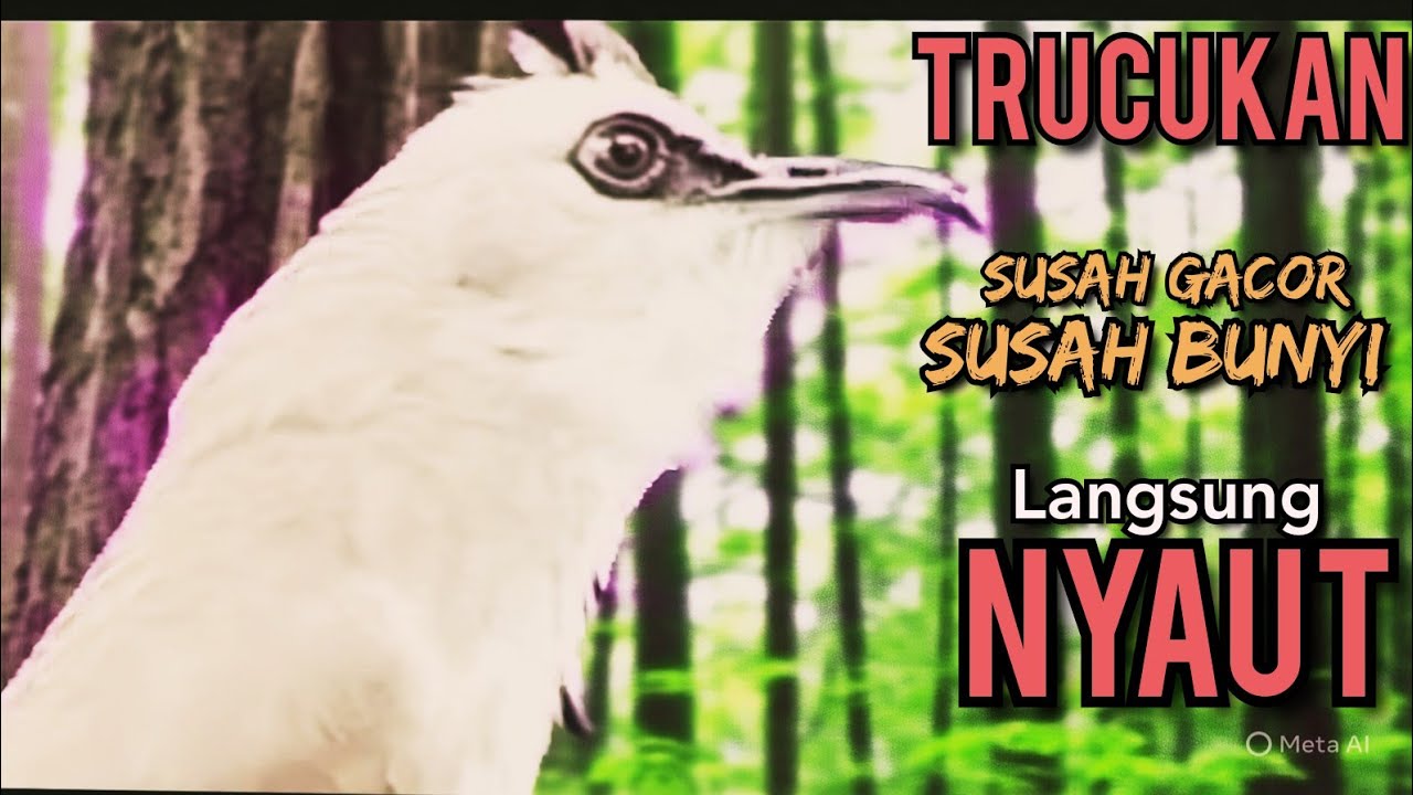 TRUCUKAN OMBYOKAN TRUCUK BAHAN PAUT BISU AGAR BUNYI GACOR DENGAR SUARA TRUCUK GACOR NGALAS INI ‼️