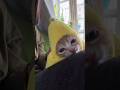 #cat #kucing pisang yang imut dan lucu