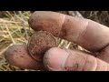 Коп в Чечне! Ст.Червленная/ search for coins with metal detectors in Chechnya!