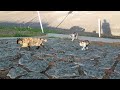 ネコがゾロゾロやってきた