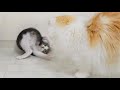 What Happens When a Rescued Kitten Teases a Big Cat? │ Episode.182