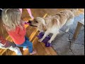 Golden Retriever Pup Tug Of War Ends In Tears! Poor Little Girl!!