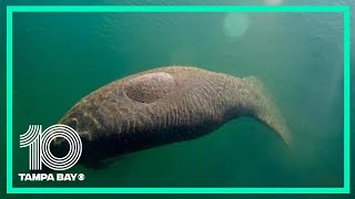 Police say to stop feeding this invasive plant to manatees