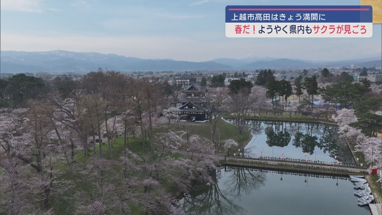 満開！】4000本のソメイヨシノが彩る上越市・高田城址公園 見ごろ待つ
