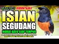 ISIAN SEGUDANG!!! MURAI BATU SIAP TEMPOER | murai batu | shama bird