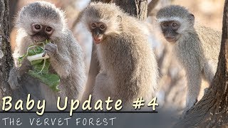 Atualizacao dos Bebes Macacos em Tropas Parte 4 Floresta Vervet