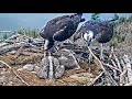 2019-06-07 Fresh trout for lunch! | Boulder County Osprey Cam