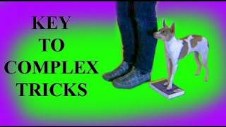 Key to complex tricks- rear end awareness- dog tricks