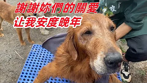断腿金毛年老体衰，被皮肤病困扰多日，两小伙细心为它洗澡后上药 - 天天要闻