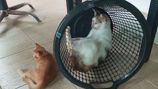 Cats & kittens are 716 & 710 & 703 & 612 & 538 & 455 & 354 & 337 & 289 & 213 & 98 & 60 & 120 &54 day