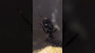 Ameisenupdate In Der Winterpause